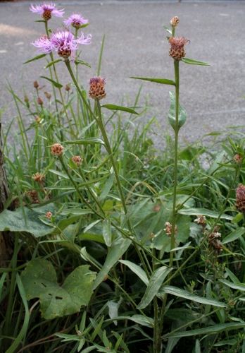 Wiesen-Flockenblume / Centaurea jacea